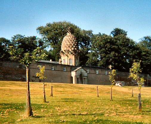 The Pineapple