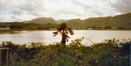 Inverewe Garden - Palm Tree