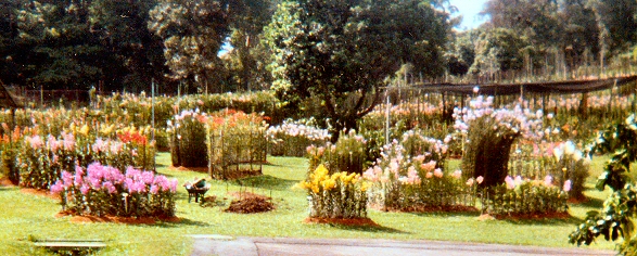 Mandai Orchid Garden