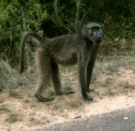 Kruger National Park - Baboon