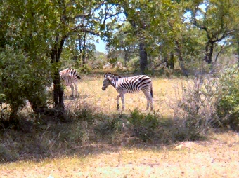 Kruger National Park - Zebra