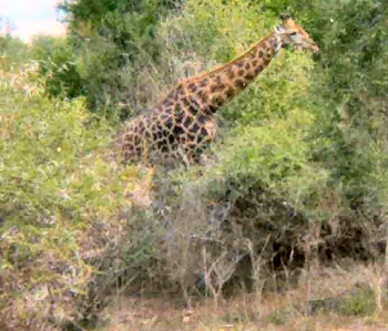 Kruger National Park - Giraffe