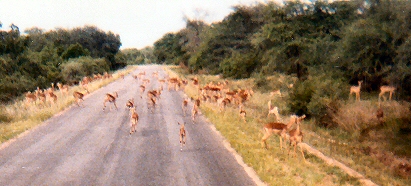 Kruger National Park - Impala
