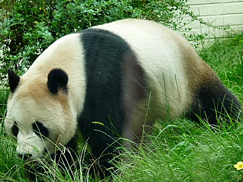 Edinburgh Zoo - Giant Panda