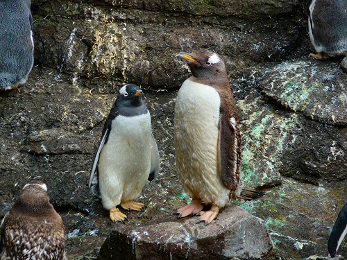 Edinburgh Zoo - Gentoo Penguin