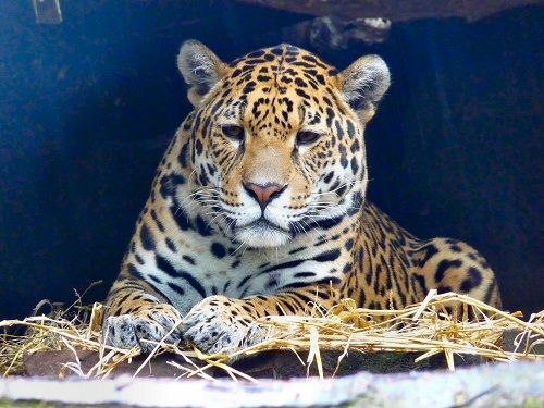 Edinburgh Zoo - Leopard