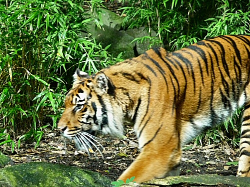 Edinburgh Zoo - Tiger