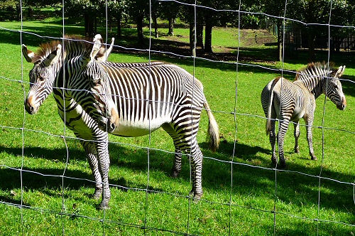 Edinburgh Zoo - Zebra