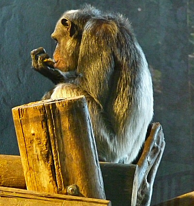 Edinburgh Zoo - Chimpanzee