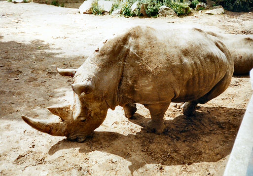 Edinburgh Zoo - Rhino