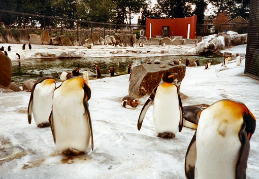 Edinburgh Zoo - Penguin Pool