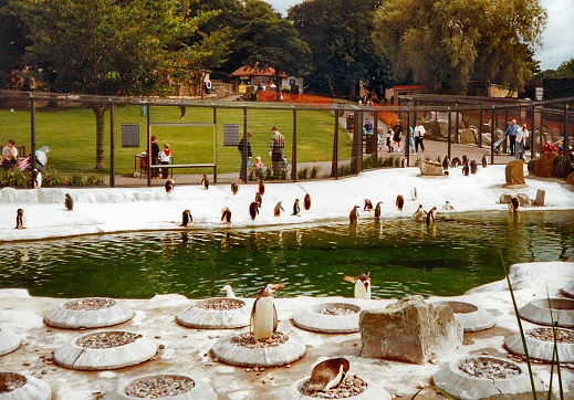 Edinburgh Zoo - Penguin Nesting Area