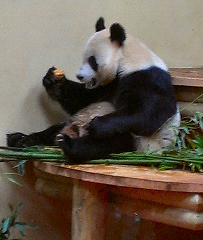 Edinburgh Zoo - Giant Panda