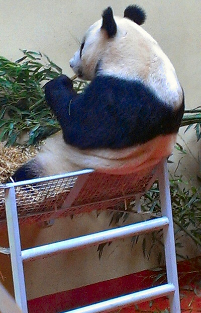 Edinburgh Zoo - Giant Panda