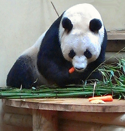 Edinburgh Zoo - Giant Panda