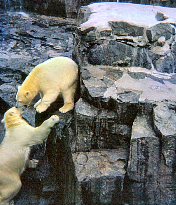 Edinburgh Zoo - Polar Bears