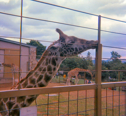 Edinburgh Zoo - Giraffe