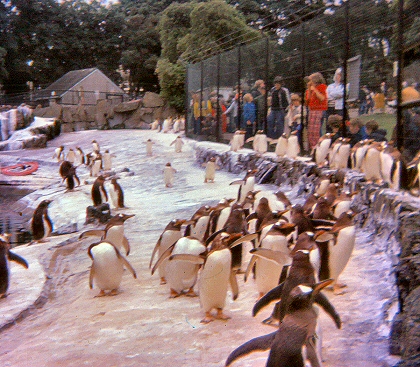 Edinburgh Zoo - Penguins