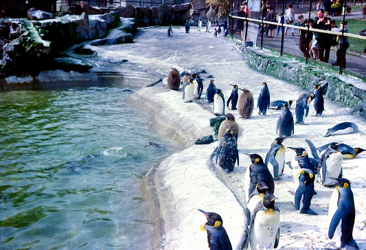 Edinburgh Zoo - Penguins