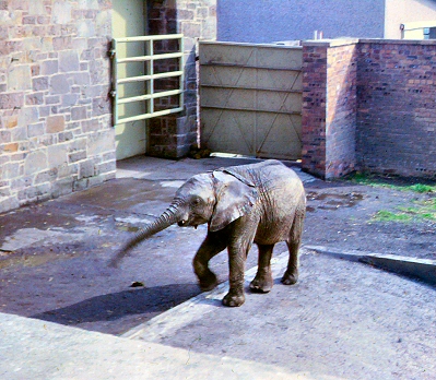 Edinburgh Zoo - Elephant