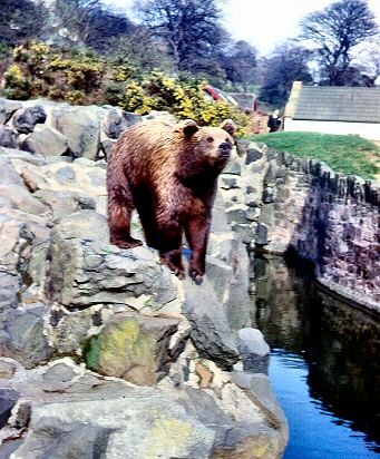 Edinburgh Zoo - Brown Bear