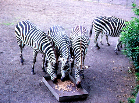 Edinburgh Zoo - Zerbra