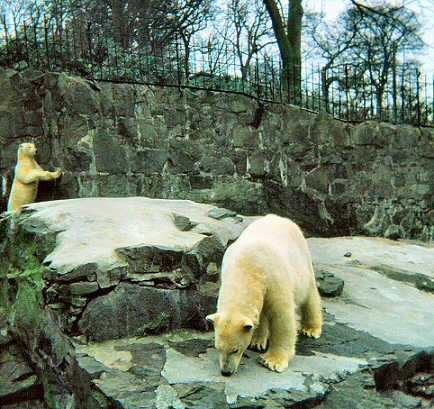 Edinburgh Zoo - Polar Bears