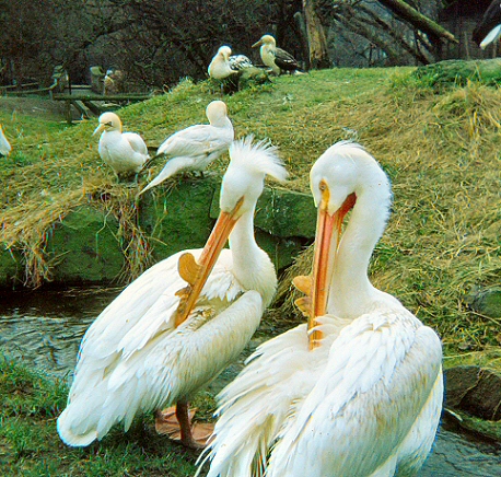 Edinburgh Zoo - Pelicans