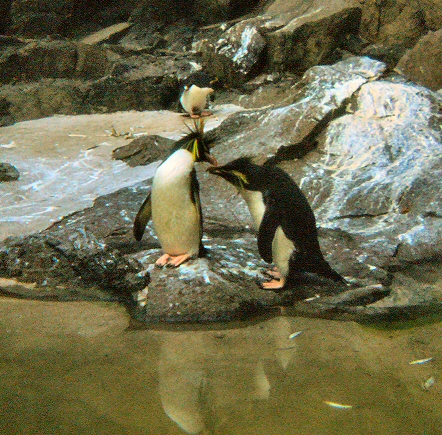 Edinburgh Zoo - Penguins