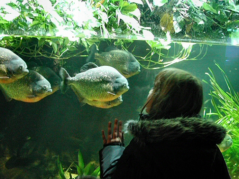 Deep Sea World