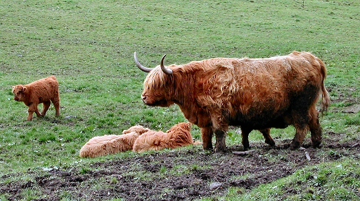 Pollok House - Highland Cattle