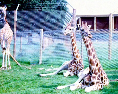 Blair Drummond Safari Park - Giraffes