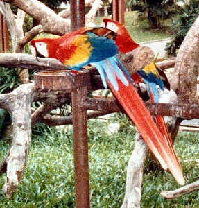 Jurong Bird Park