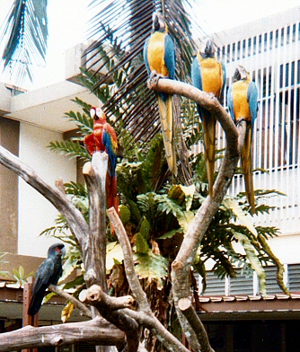 Jurong Bird Park