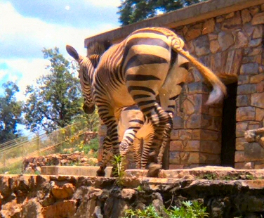 Pretoria Zoo - Zebra