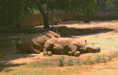 Pretoria Zoo - Rhinos