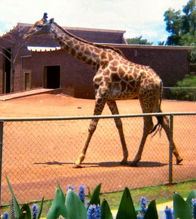 Pretoria Zoo - Giraffe