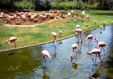 Pretoria Zoo - Flamingos